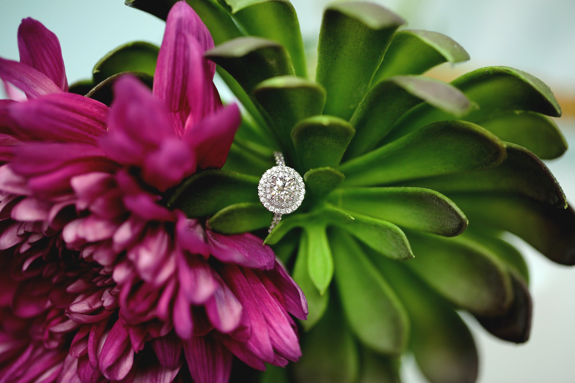 A round halo diamond engagement ring resting between a magenta dahlia and a green succulent